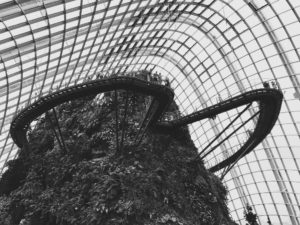Cloud Forest.